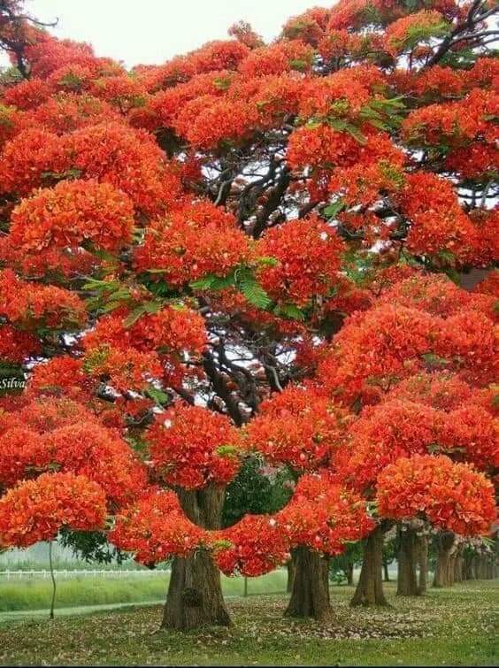 Shop Bán Nước Hoa Vùng Kín