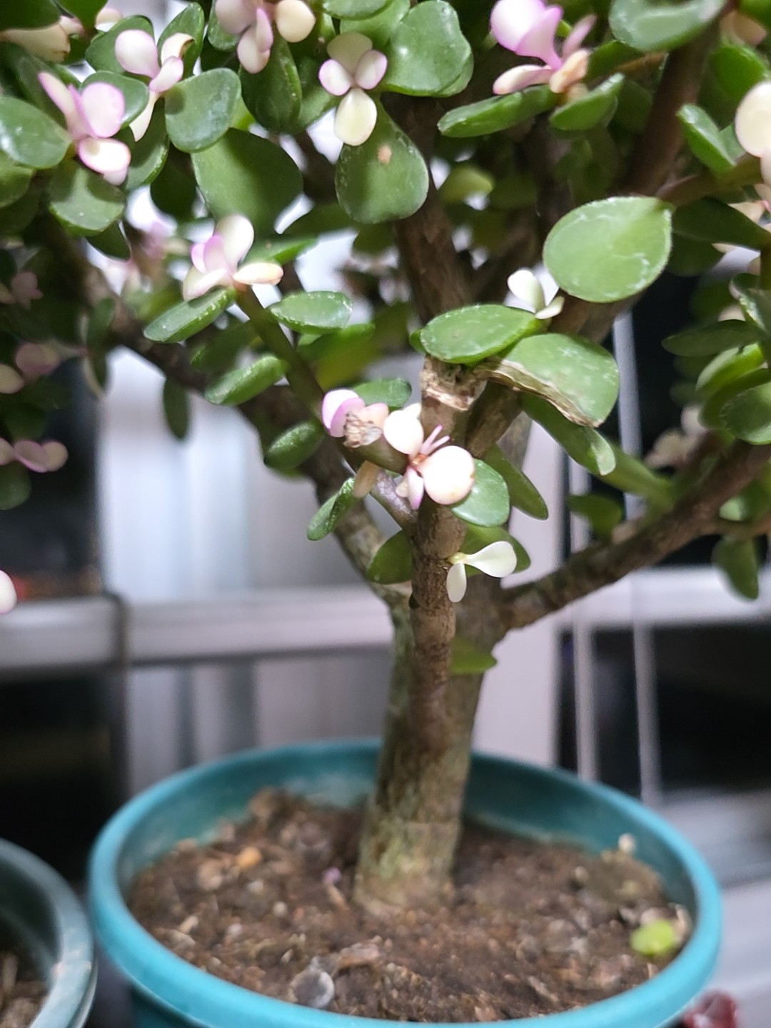 Portulaca Afral Pink Jade Plant - Beautiful and Fuss-Free Lucky
