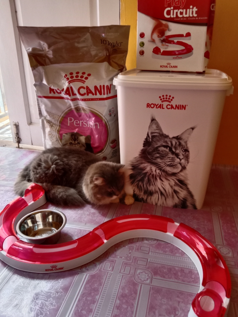 Play circuit royal clearance canin