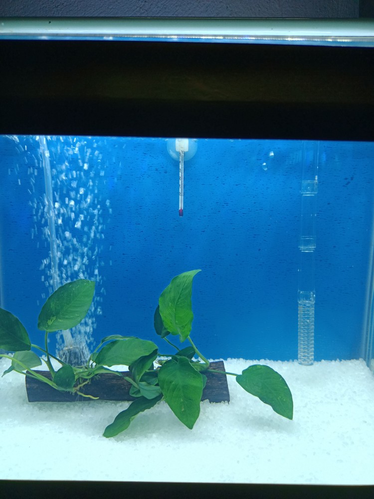 Aquarium Snow White Sand 1kg Lazada