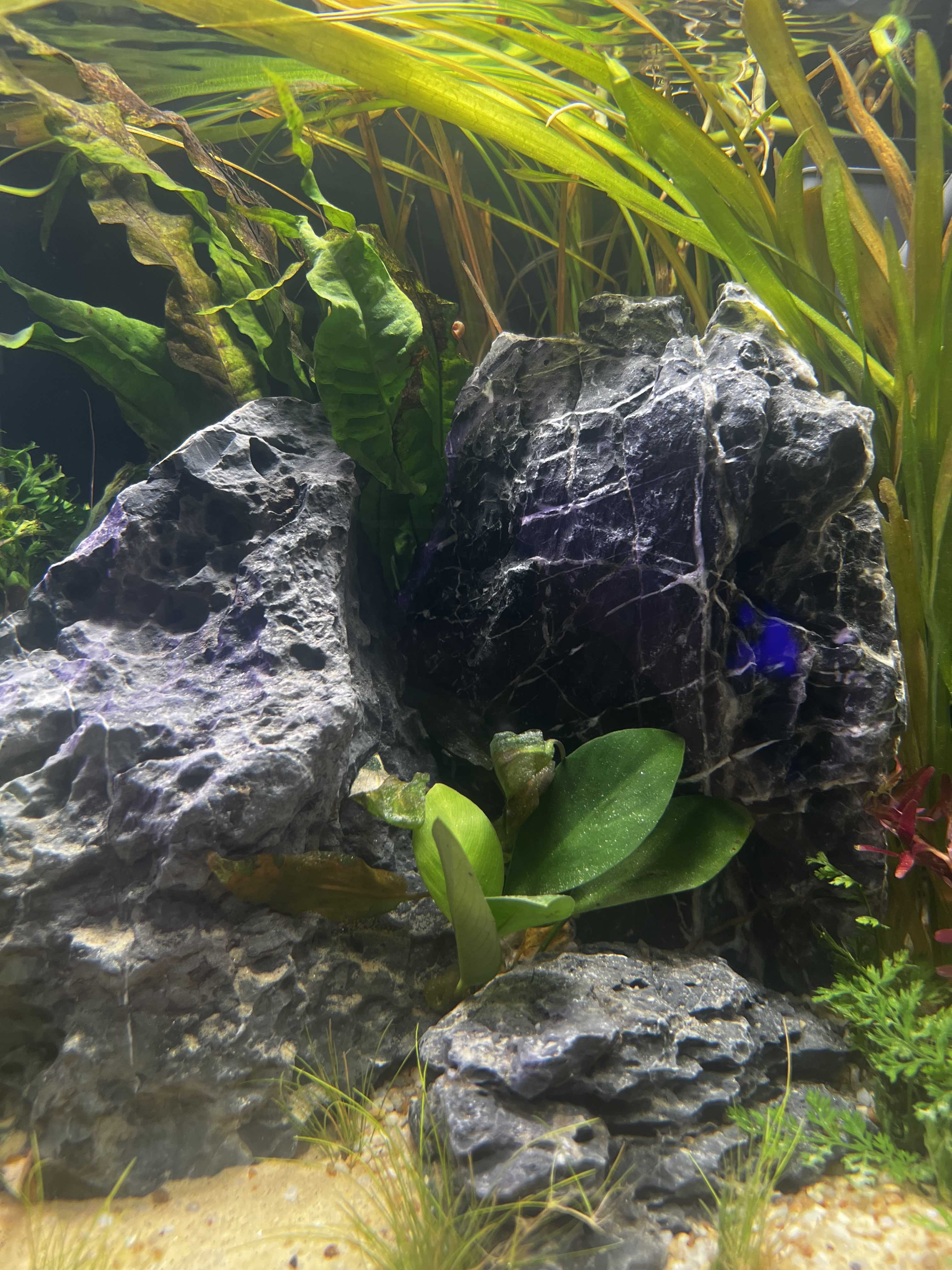 Is Red Lava Rock Dangerous To Scaleless Fish? Like, 41 OFF