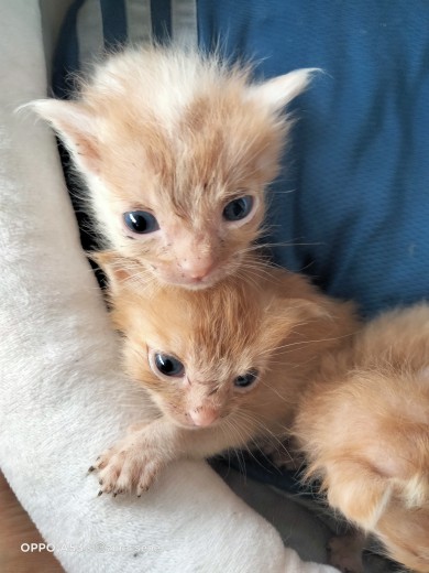 Eye Care Drop Ubat Mata Kucing Cat Dog Small Animal 10ml Lazada