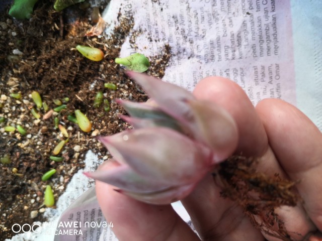多肉植物  ❤️マディバ ❤️ 饺子皮❤️1大頭15cm拔キ苗 Echeveria Madiba Succulent 3cm Without Pot 马帝巴/ 饺子皮
