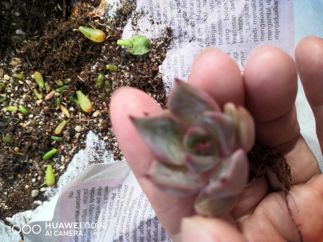 Echeveria Madiba Succulent 3cm Without Pot 马帝巴/ 饺子皮