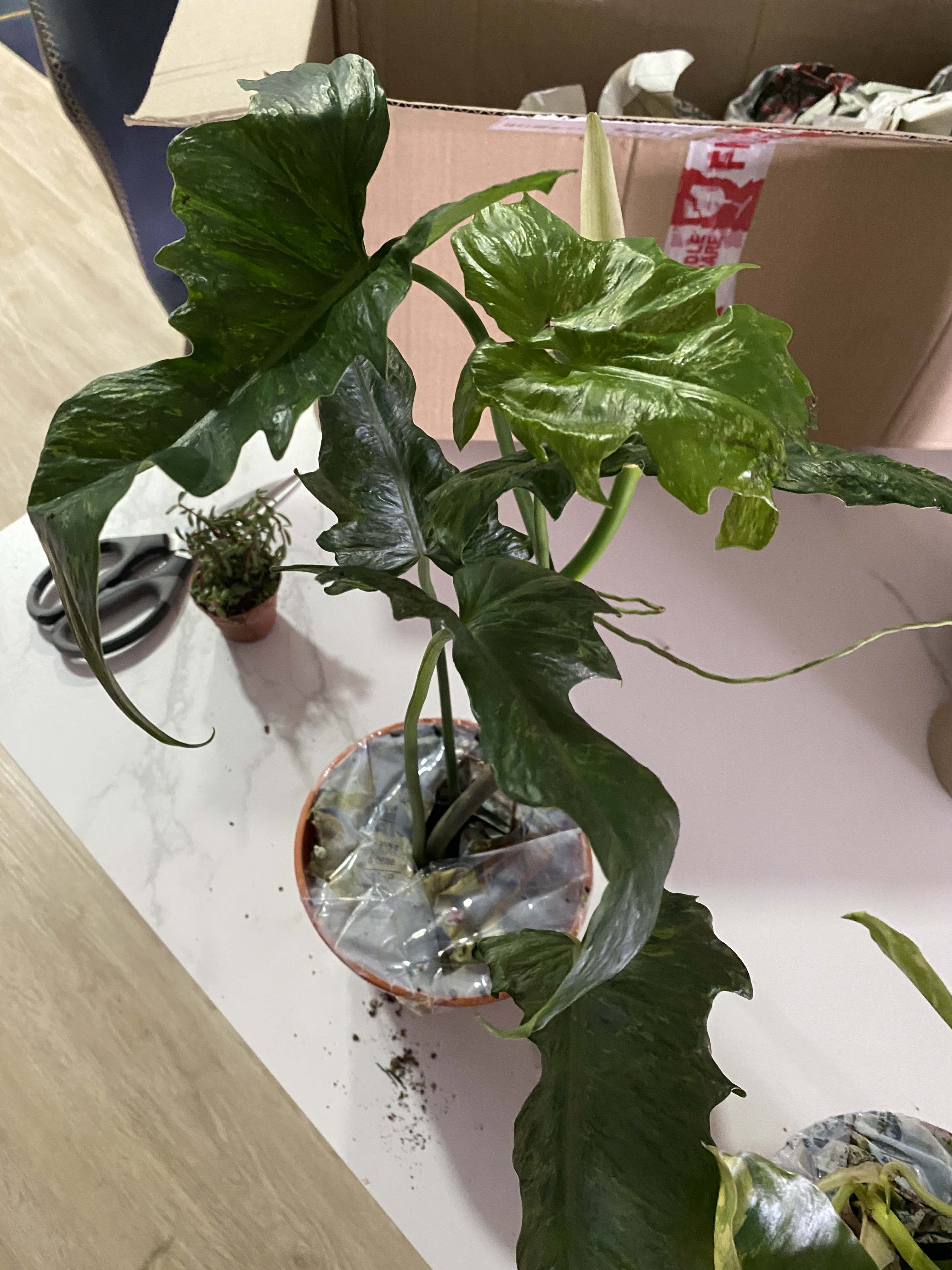 philodendron thalassicum Thaumatophyllum bipinnatifidum (Philodendron selloum) – Heron's Head Nursery