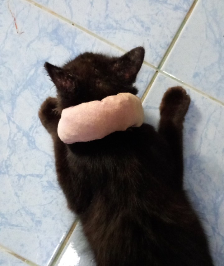 Swache Skin Treatment Anti-Fungal Cream (Dog Cat Small Animal