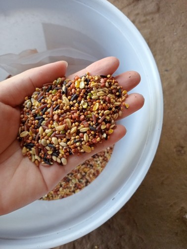 ngũ cốc 20 hạt dành cho cu gáy 1 kí 39k | Lazada.vn