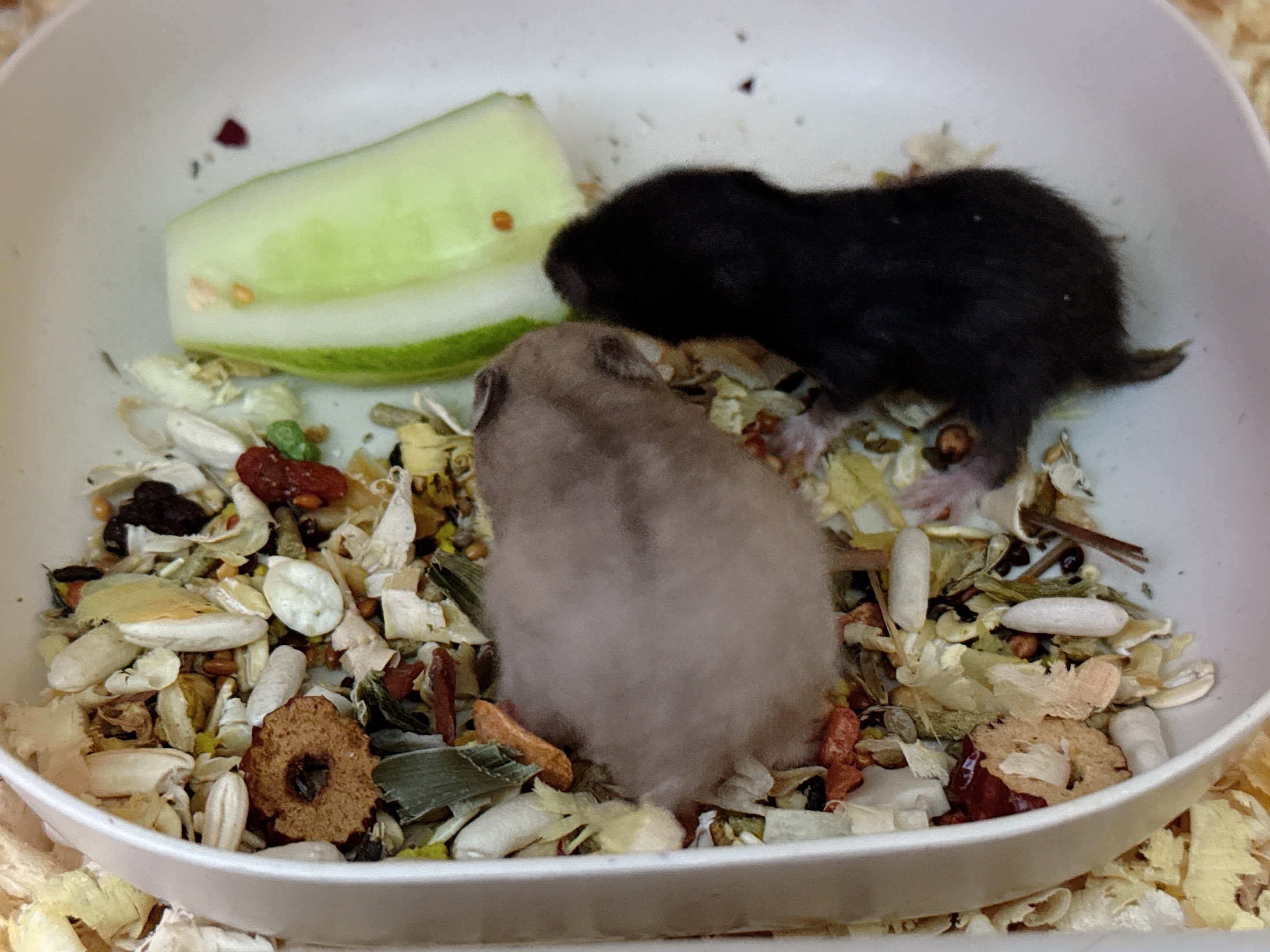 Thanh gỗ thông dài 25cm-30cm, rộng 10cm, dày 1cm đã bào láng đẹp