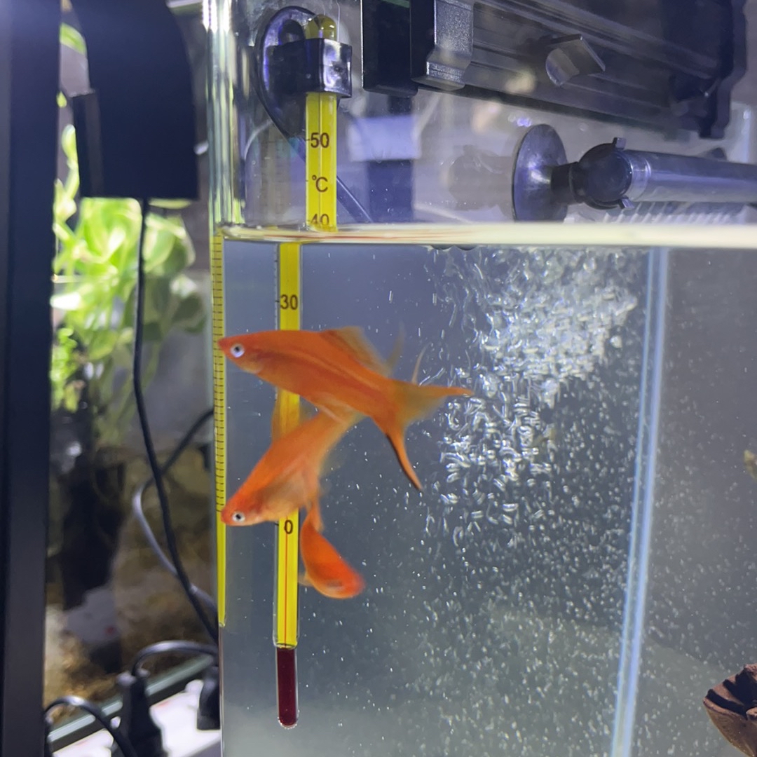 LIYA Glass Thermometer for Aquarium Precise Aquarium Temperature