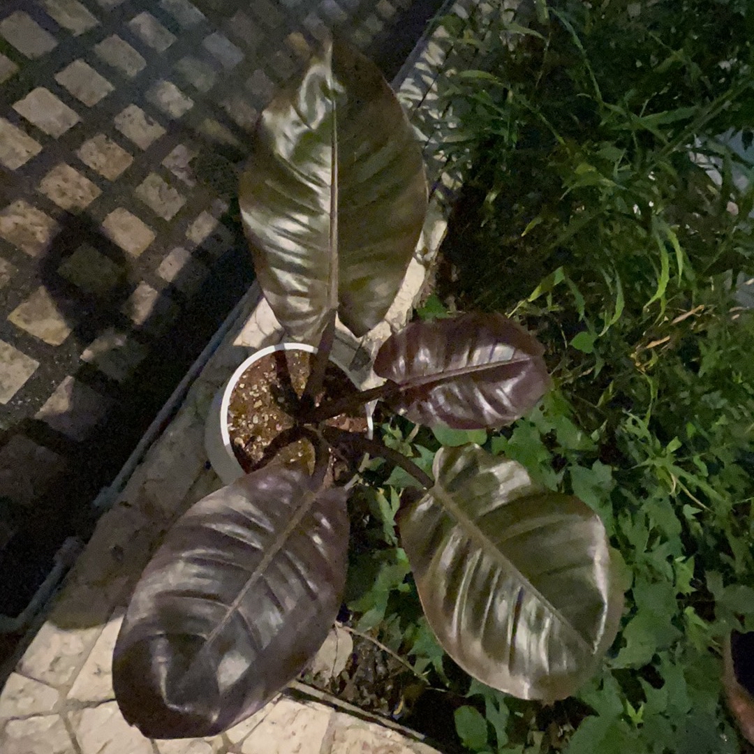 blackk zz plant 3-5 Ft Black Raven ZZ